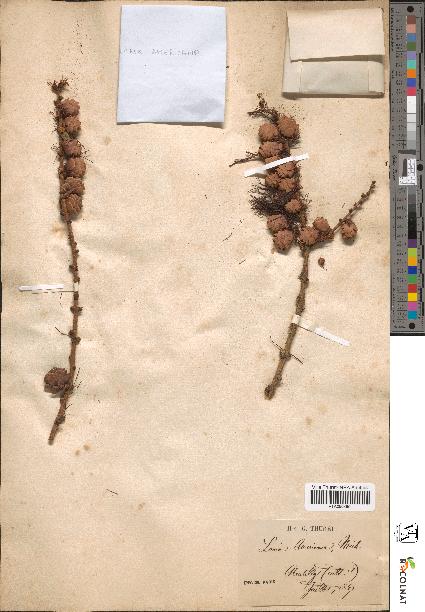 spécimen de Larix americana