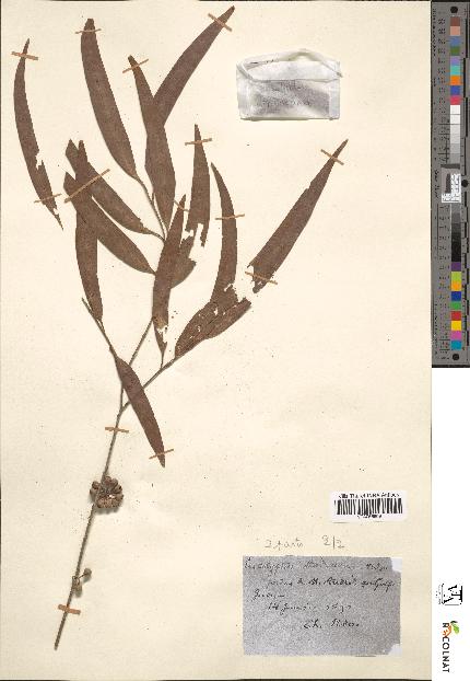 spécimen de Eucalyptus andreana