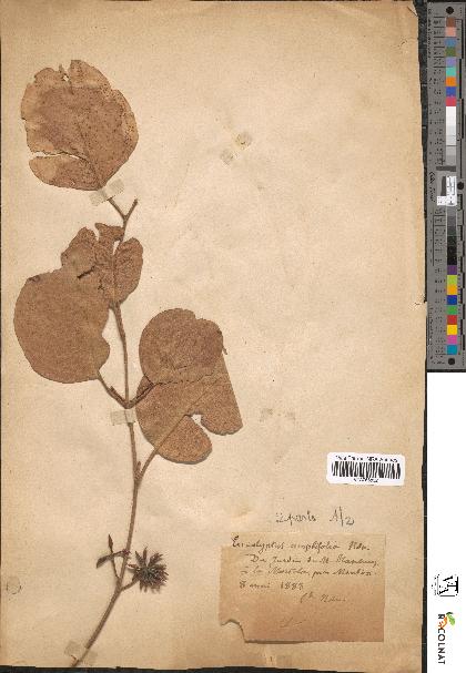 spécimen de Eucalyptus amplifolia