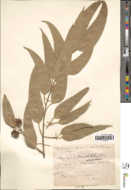 spécimen de Eucalyptus amplifolia