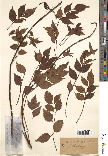 spécimen de Campsis adrepens