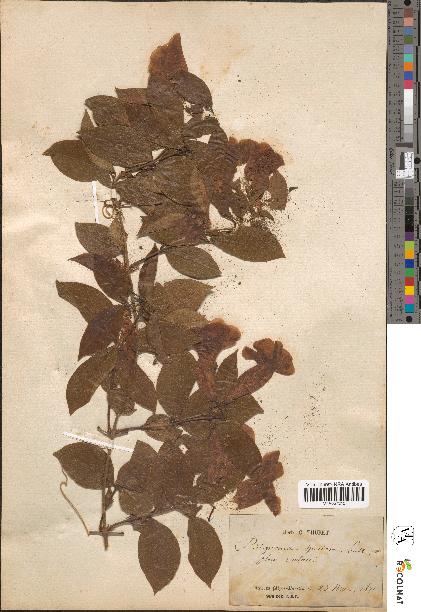 spécimen de Bignonia speciosa