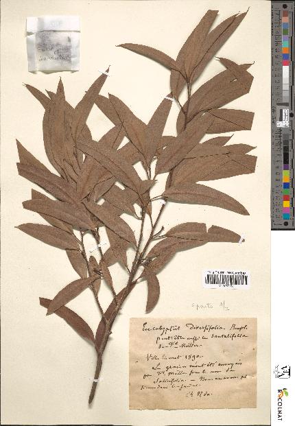 spécimen de Eucalyptus diversifolia