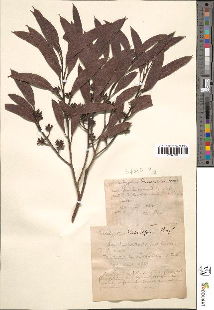 spécimen de Eucalyptus diversifolia