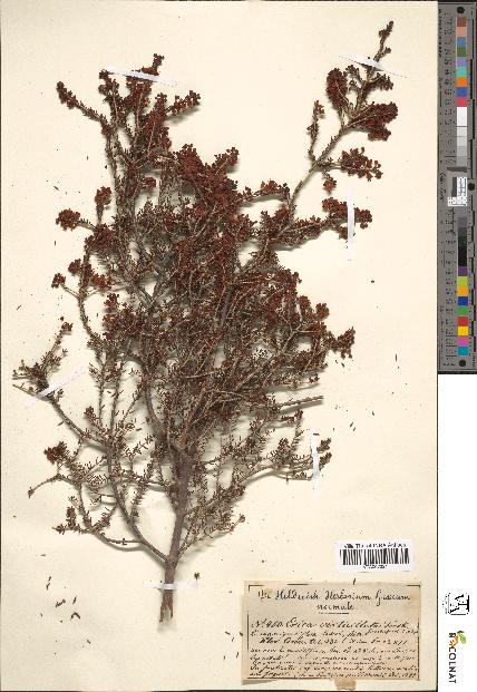 spécimen de Erica verticillata