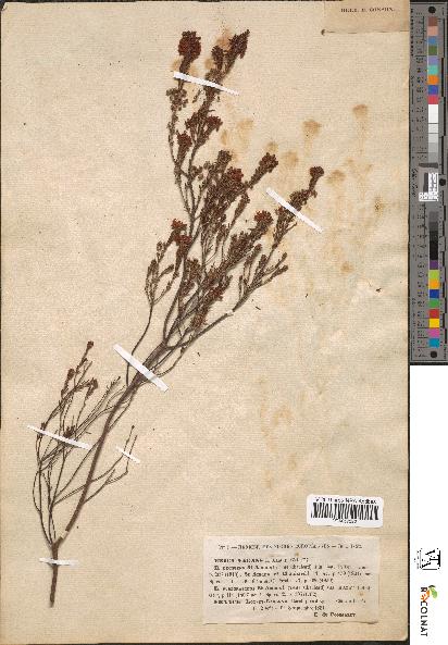 spécimen de Erica vagans