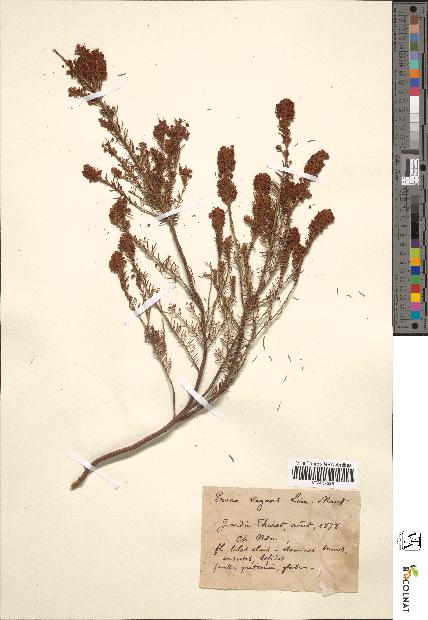 spécimen de Erica vagans