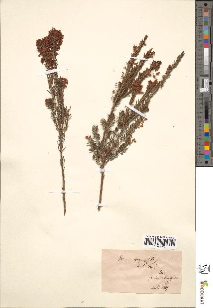 spécimen de Erica vagans