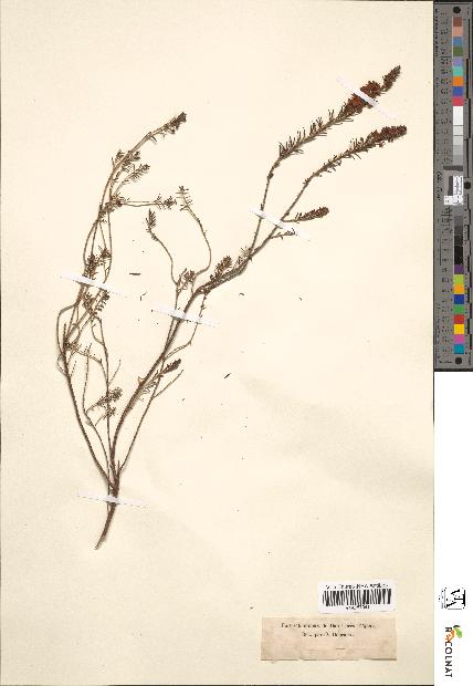 spécimen de Erica vagans