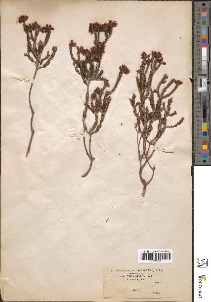 spécimen de Erica stricta
