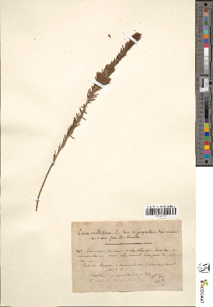 spécimen de Erica multiflora