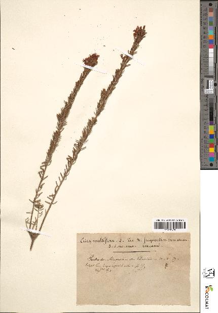 spécimen de Erica multiflora