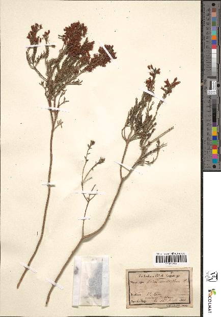 spécimen de Erica multiflora
