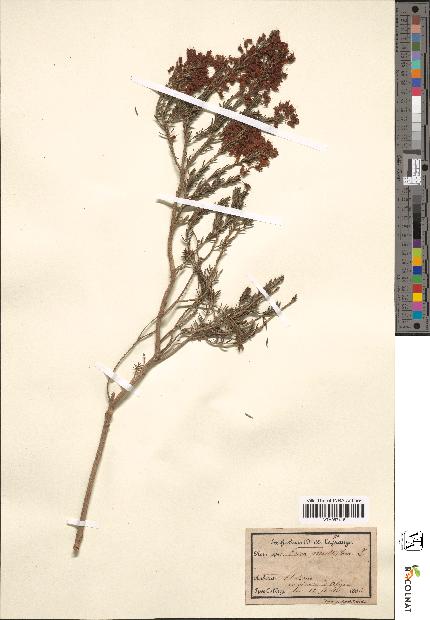 spécimen de Erica multiflora