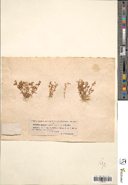 spécimen de Montia fontana