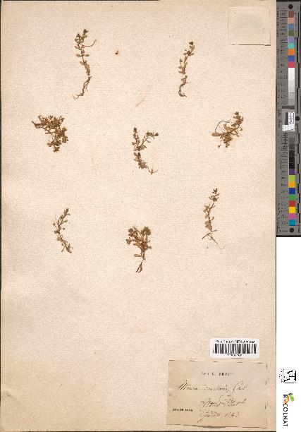 spécimen de Montia rivularis