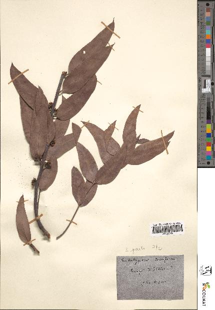 spécimen de Eucalyptus coccifera