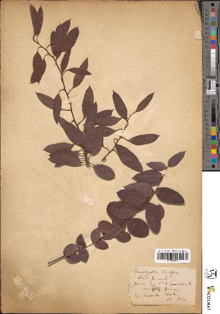 spécimen de Eucalyptus coccifera