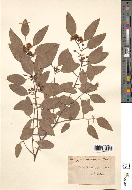 spécimen de Eucalyptus caerulescens