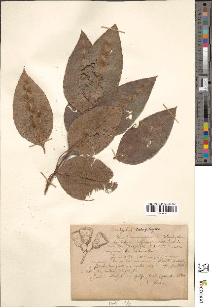spécimen de Eucalyptus calophylla