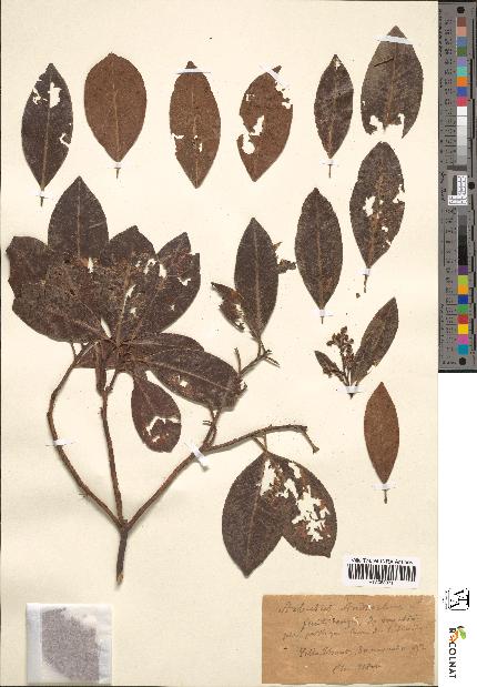 spécimen de Arbutus andrachne
