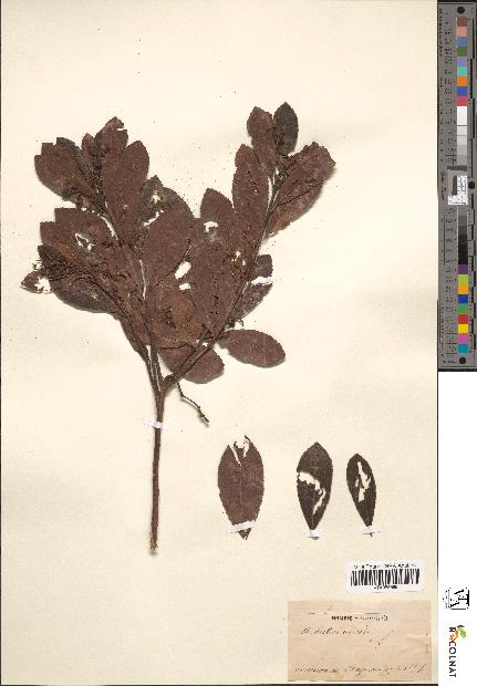spécimen de Arbutus unedo