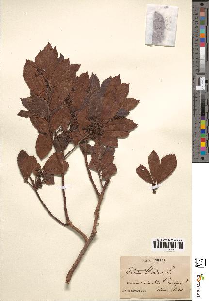 spécimen de Arbutus unedo