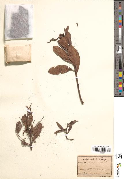 spécimen de Arbutus unedo