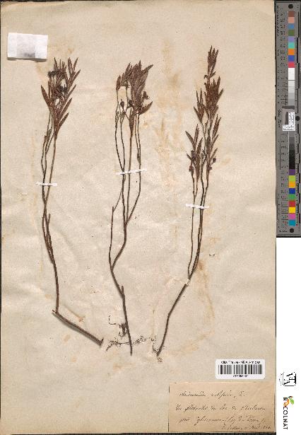 spécimen de Andromeda polifolia