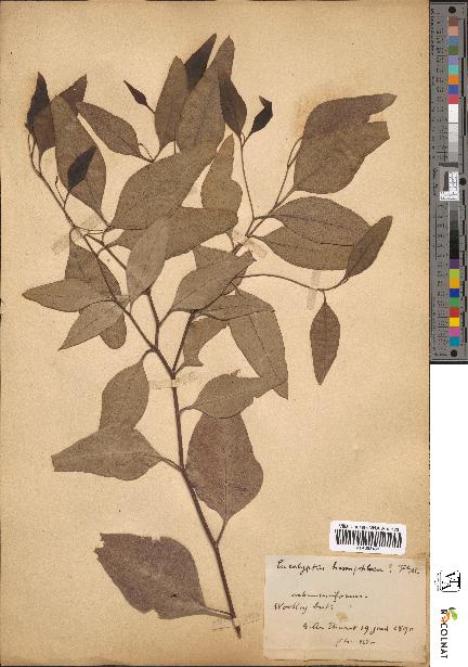 spécimen de Eucalyptus hemiphloia