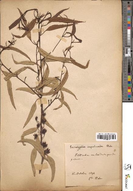 spécimen de Eucalyptus inquirenda