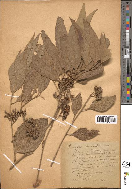 spécimen de Eucalyptus intermedia