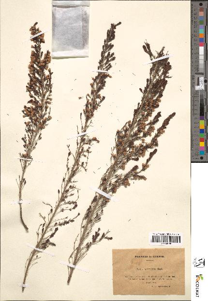spécimen de Erica lusitanica