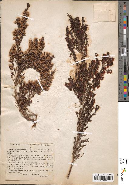 spécimen de Erica lusitanica