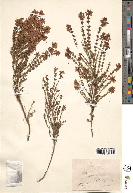 spécimen de Erica cinerea
