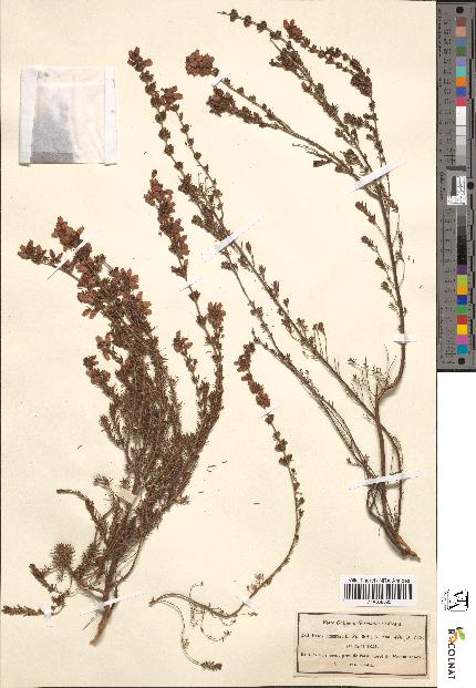 spécimen de Erica cinerea