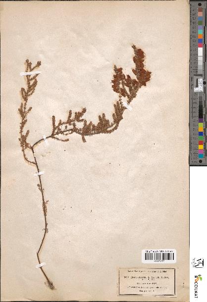 spécimen de Erica ciliaris