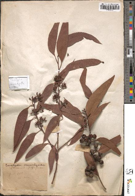 spécimen de Eucalyptus macrorhyncha