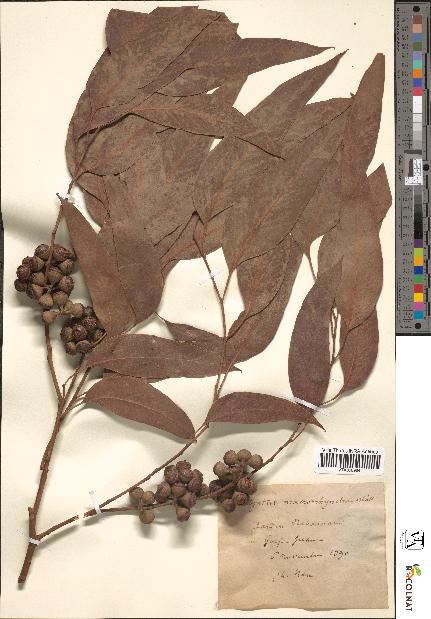 spécimen de Eucalyptus macrorhyncha