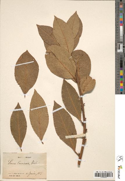 spécimen de Laurus canariensis