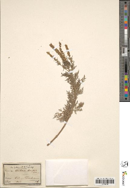 spécimen de Ambrosia tenuifolia