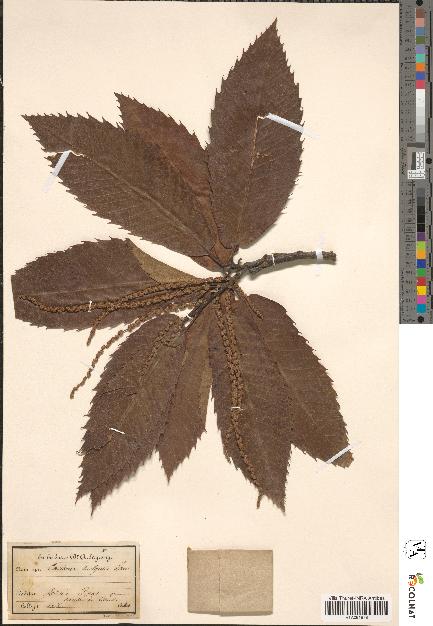 spécimen de Castanea vulgaris