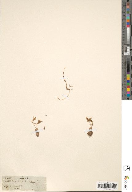 spécimen de Ornithogalum exscapum