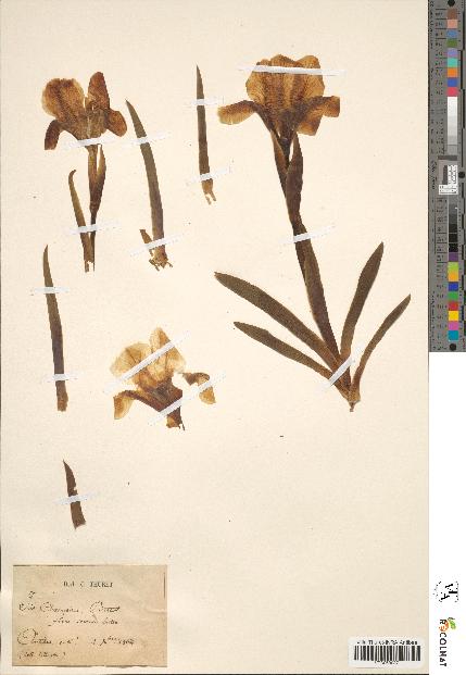spécimen de Iris chamaeiris
