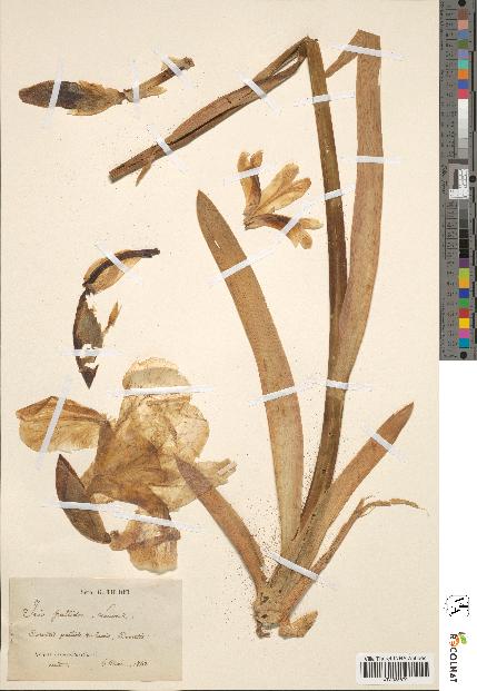 spécimen de Iris pallida