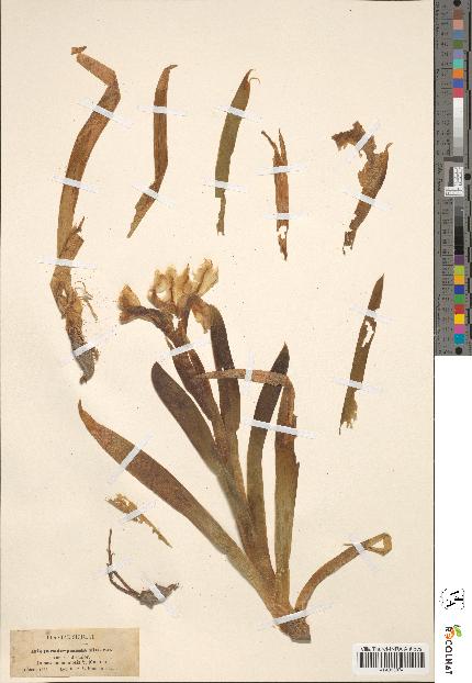 spécimen de Iris pseudopumila