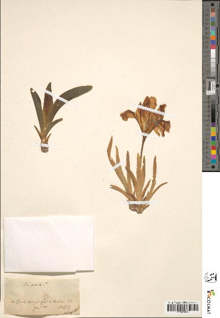spécimen de Iris sp.
