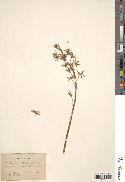 spécimen de Ornithogalum narbonense