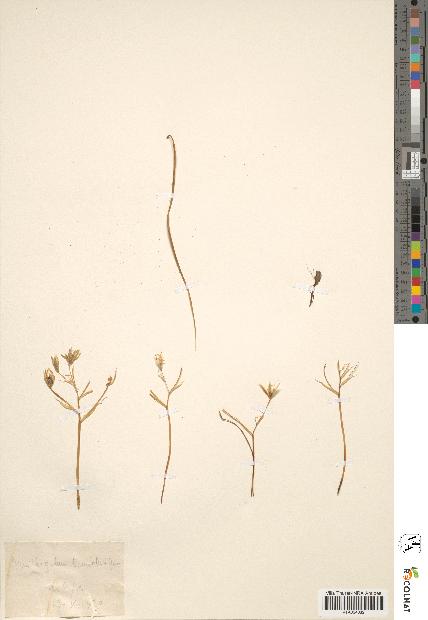 spécimen de Ornithogalum tenuifolium