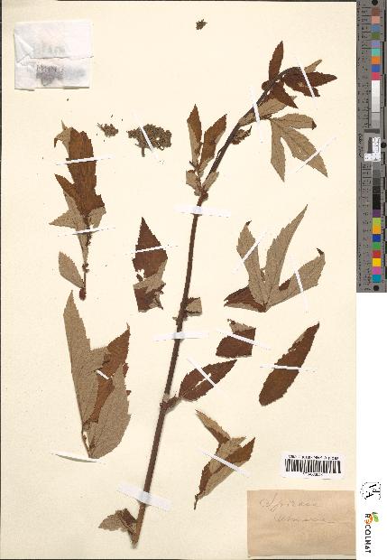 spécimen de Spiraea ulmaria